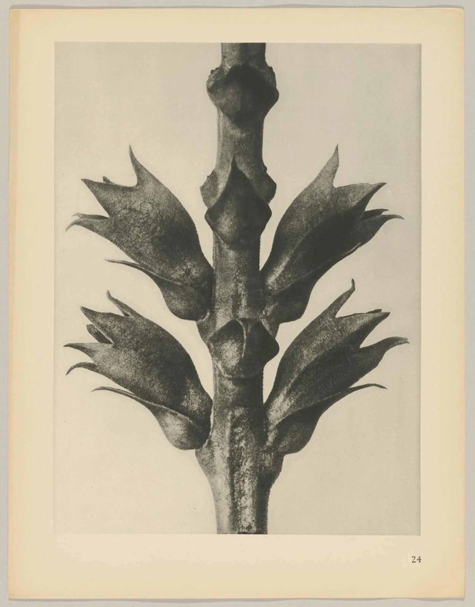 Physostegia virginiana