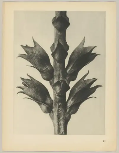 Physostegia virginiana