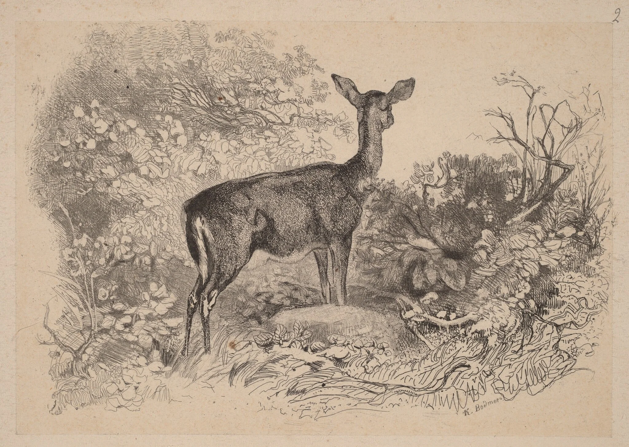 Une biche, by Karl Bodmer, ink, 1851