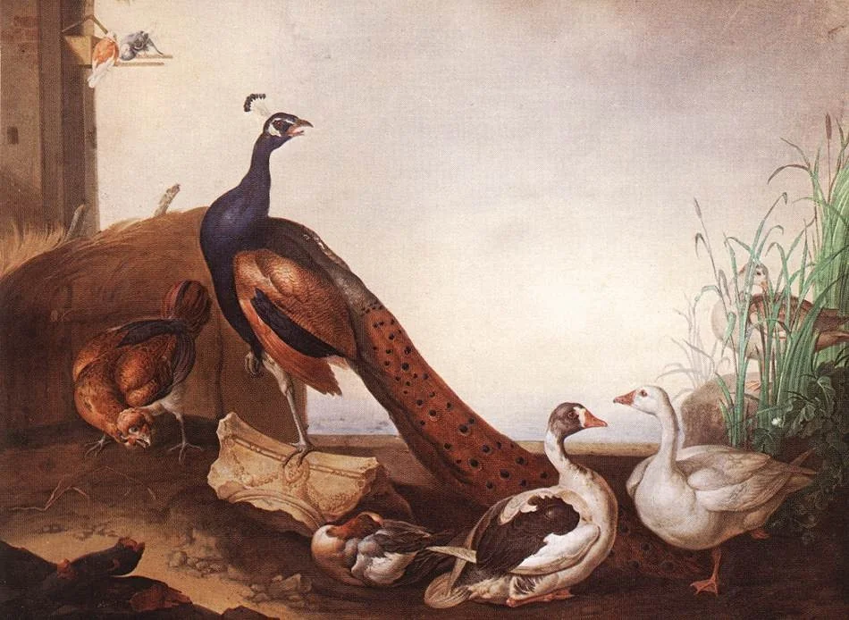 Peacock with Geese and Hen, by Jakob Bogdani, oil, 1701
