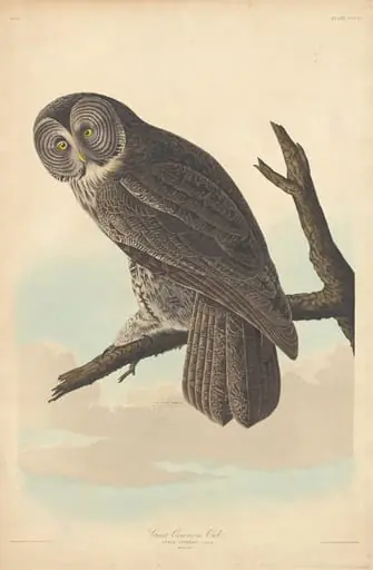 Great Cinereous Owl
