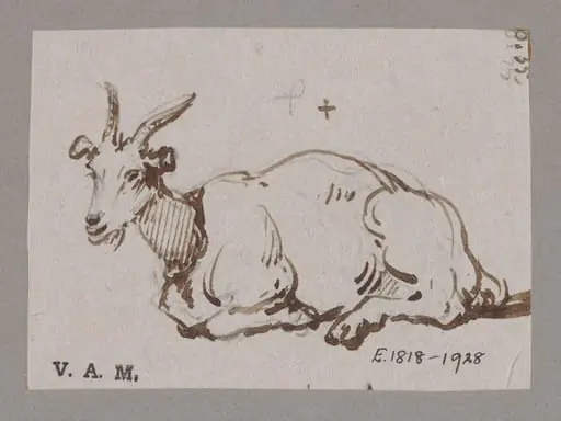 A goat reclining