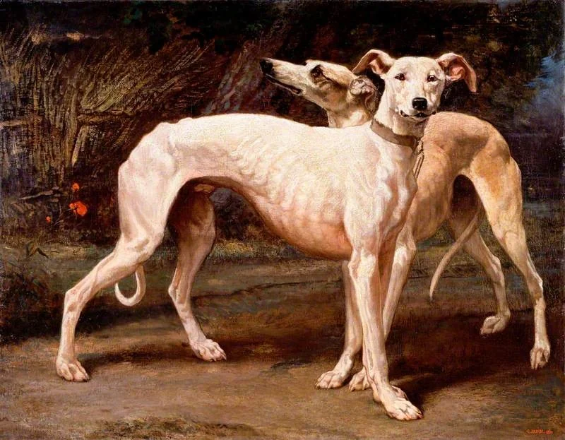 Two Greyhounds