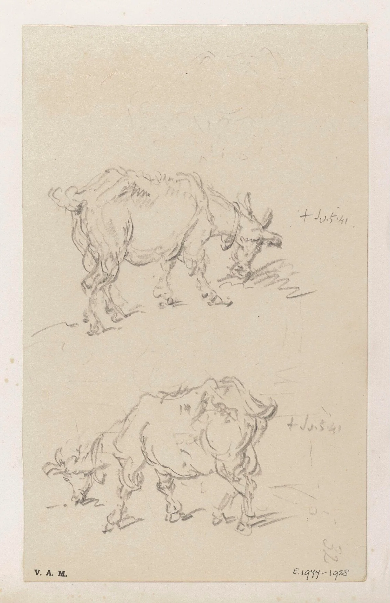 Two drawings of a goat