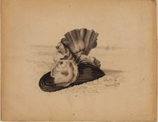 Shells, Watch Hill, Rhode Island