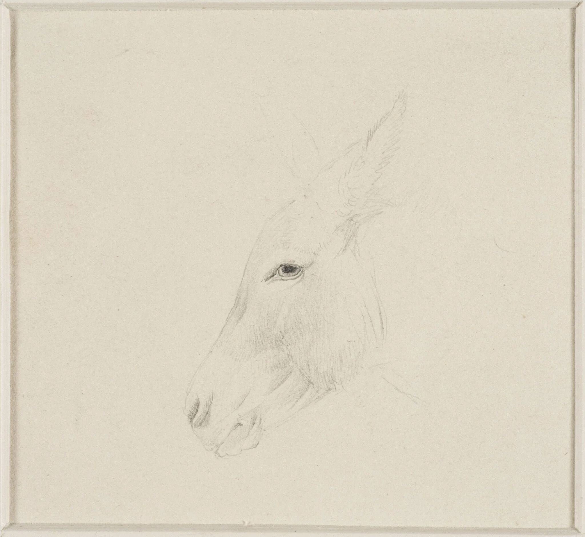 Head of a donkey, by Thomas Sidney Cooper, 1850