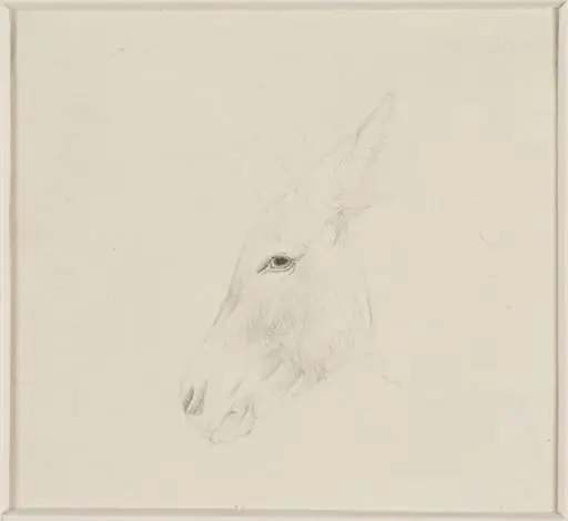 Head of a donkey