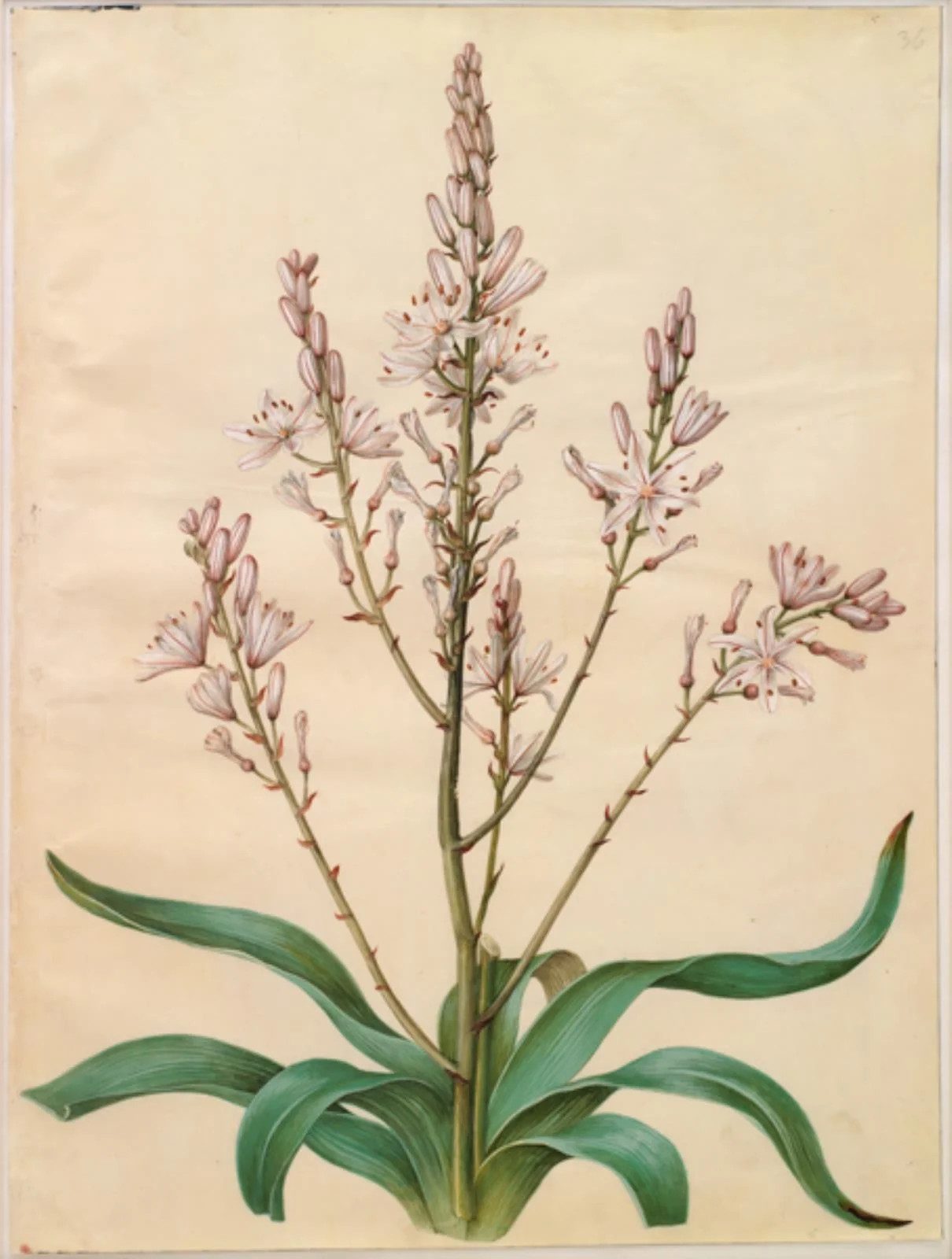 Asphodelus ramosus (grenet affodil), by Unknown, unspecified, 1654