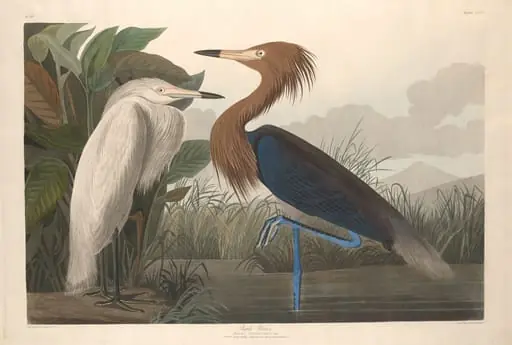 Purple Heron