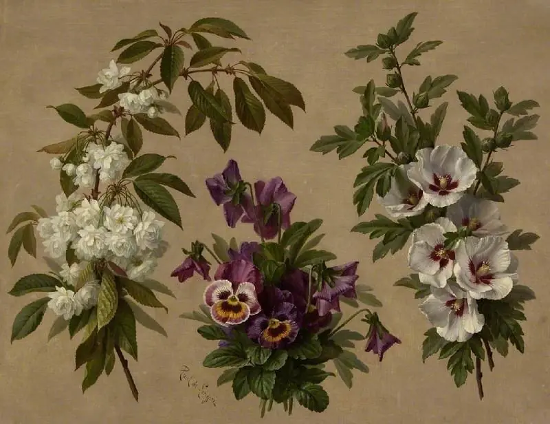Three flower and shrub plants