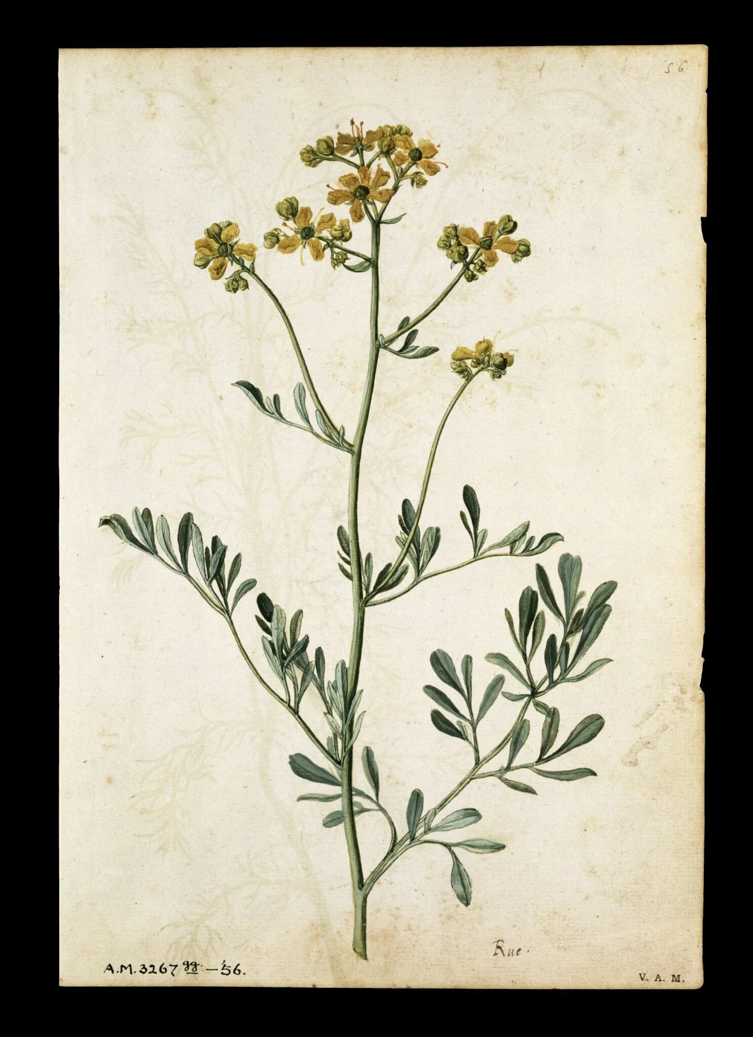 Rue; Camomile, by Jacques Le Moyne de Morgues, watercolor, 1568