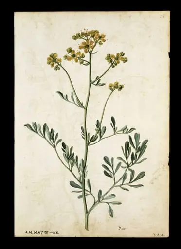 Rue; Camomile