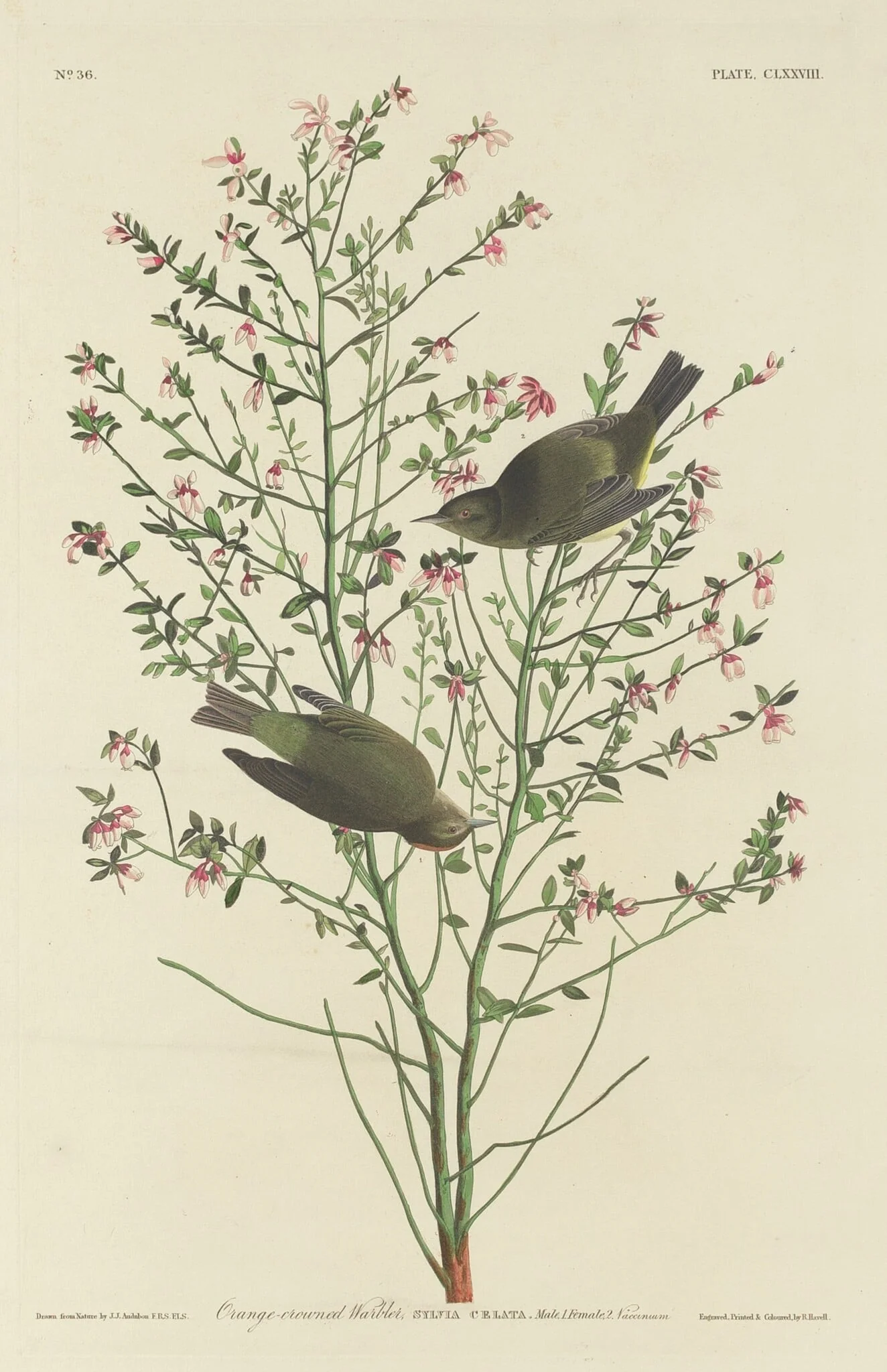 Orange-crowned Warbler, by Robert Havell Jr., ink, 1833