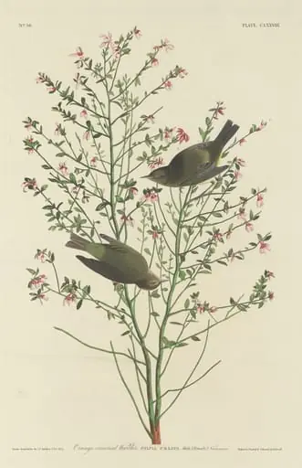 Orange-crowned Warbler