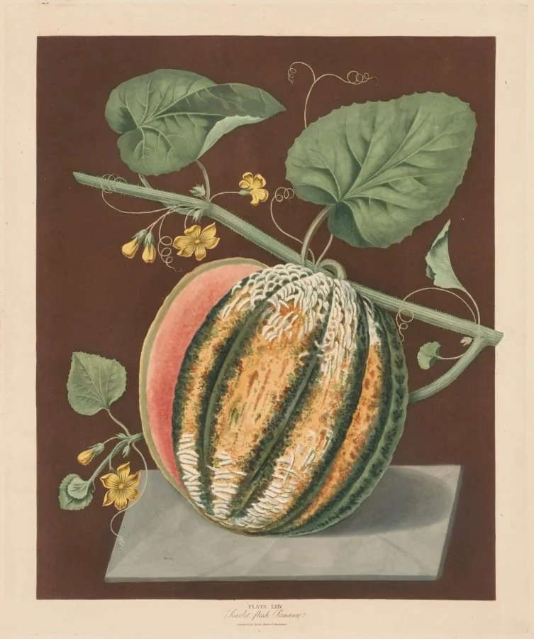 Pomona Britannica:  No. 64 - Scarlet Flesh Romana Melon, by George Brookshaw, 1812