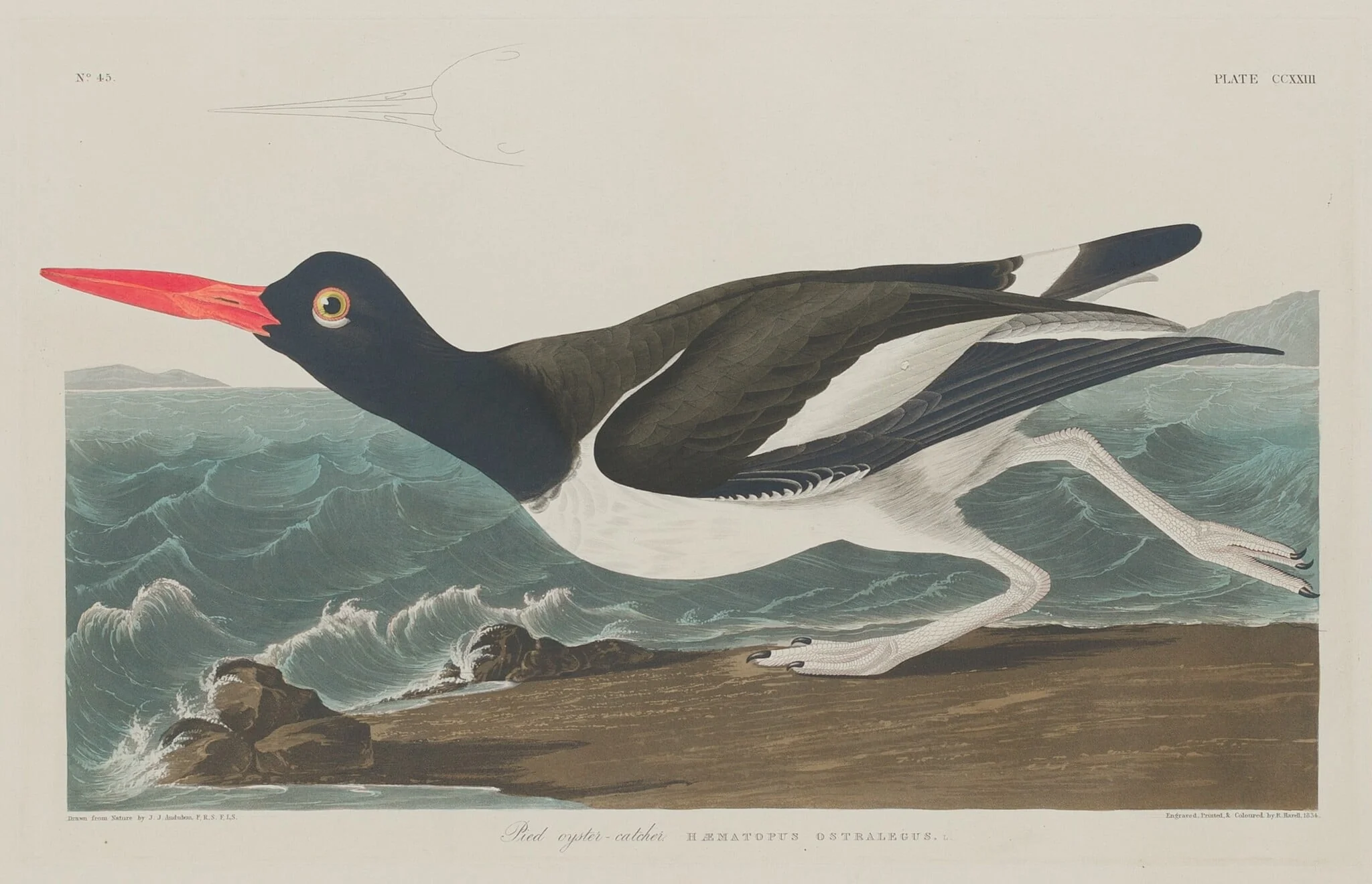 Pied Oyster-Catcher, by Robert Havell Jr., ink, 1834
