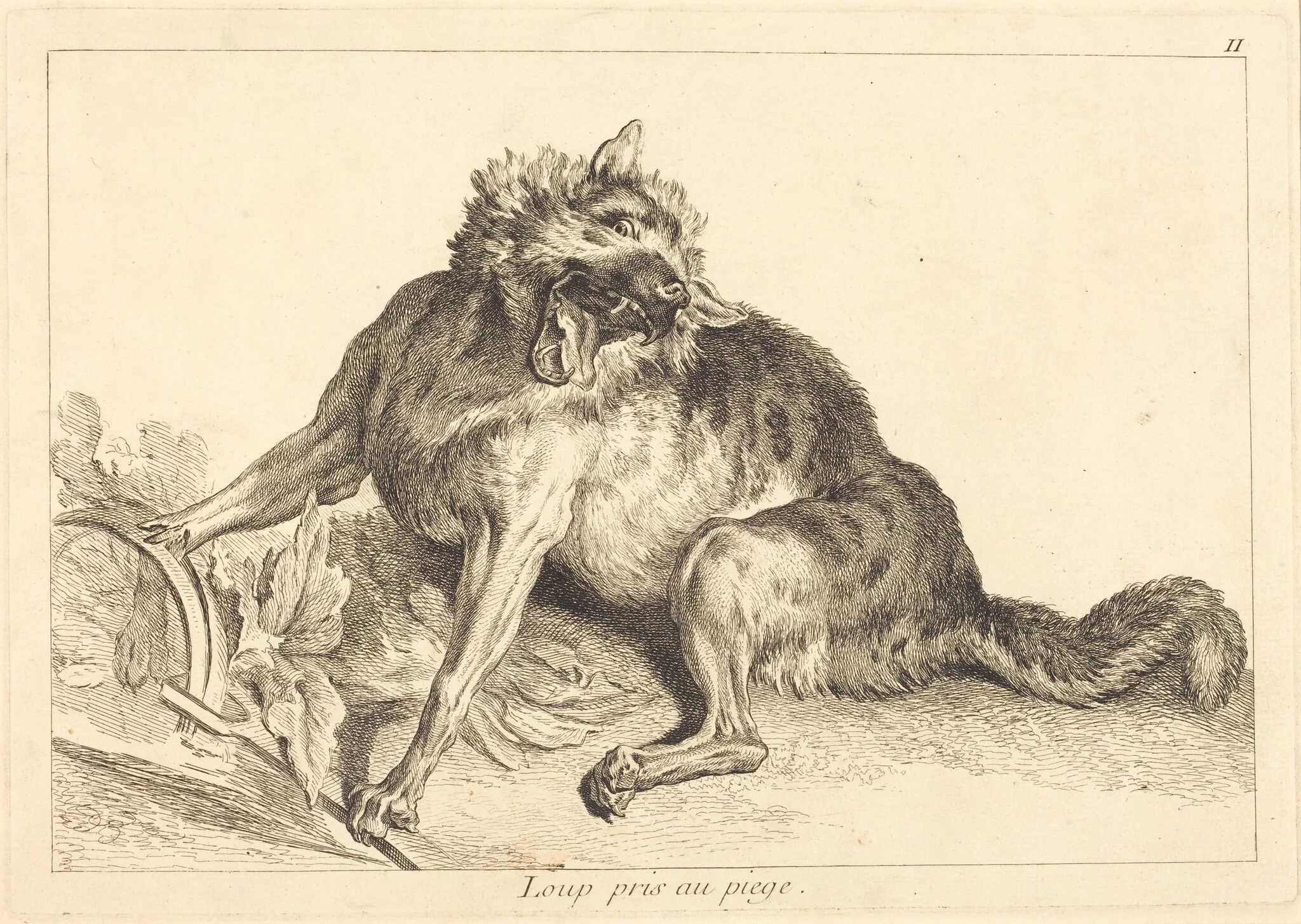 Loup pris au piege (Wolf Caught in a Trap), by Jacques-Philippe Le Bas, ink, 1745