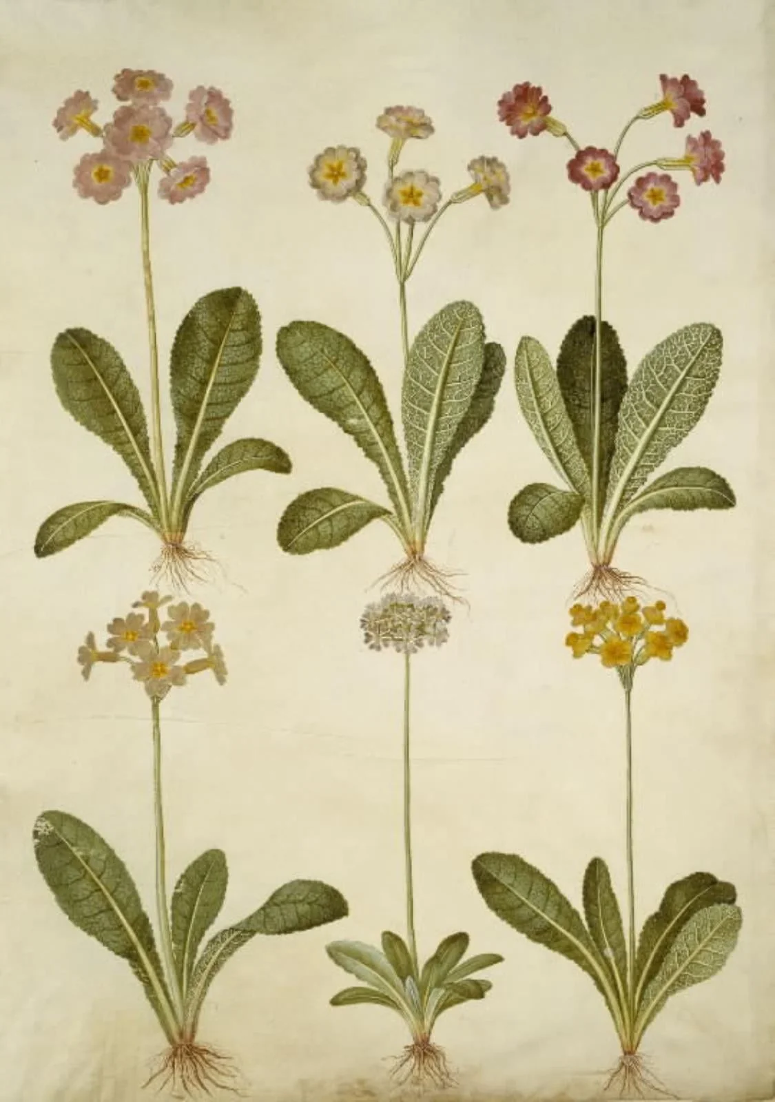 Primula veris (hybrid af hulkravet kodriver); Primula farinosa (melet kodriver), by Unknown, unspecified, 1654
