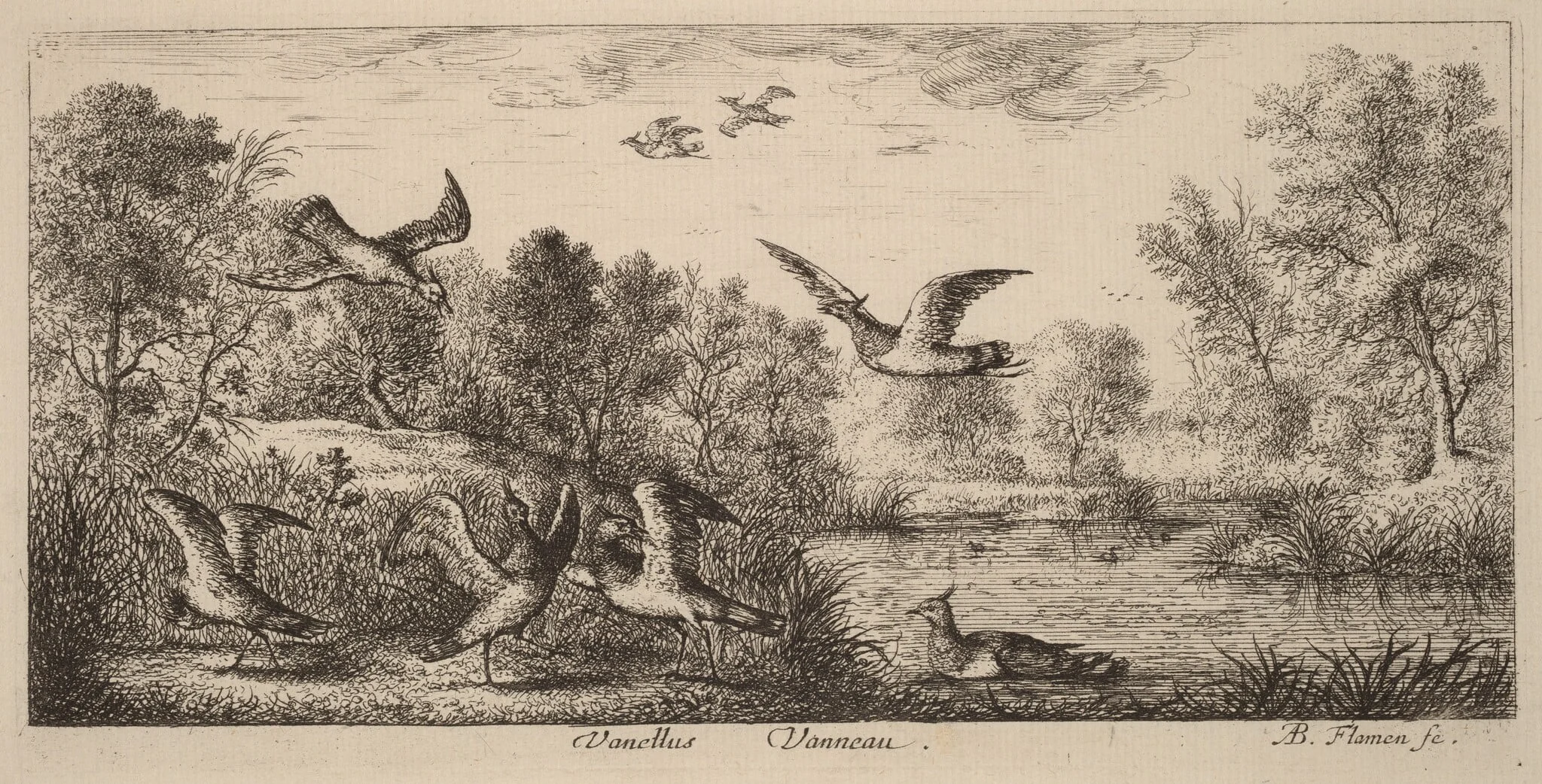 Vanellus, The Lapwing, by Albert Flamen, ink, 1644