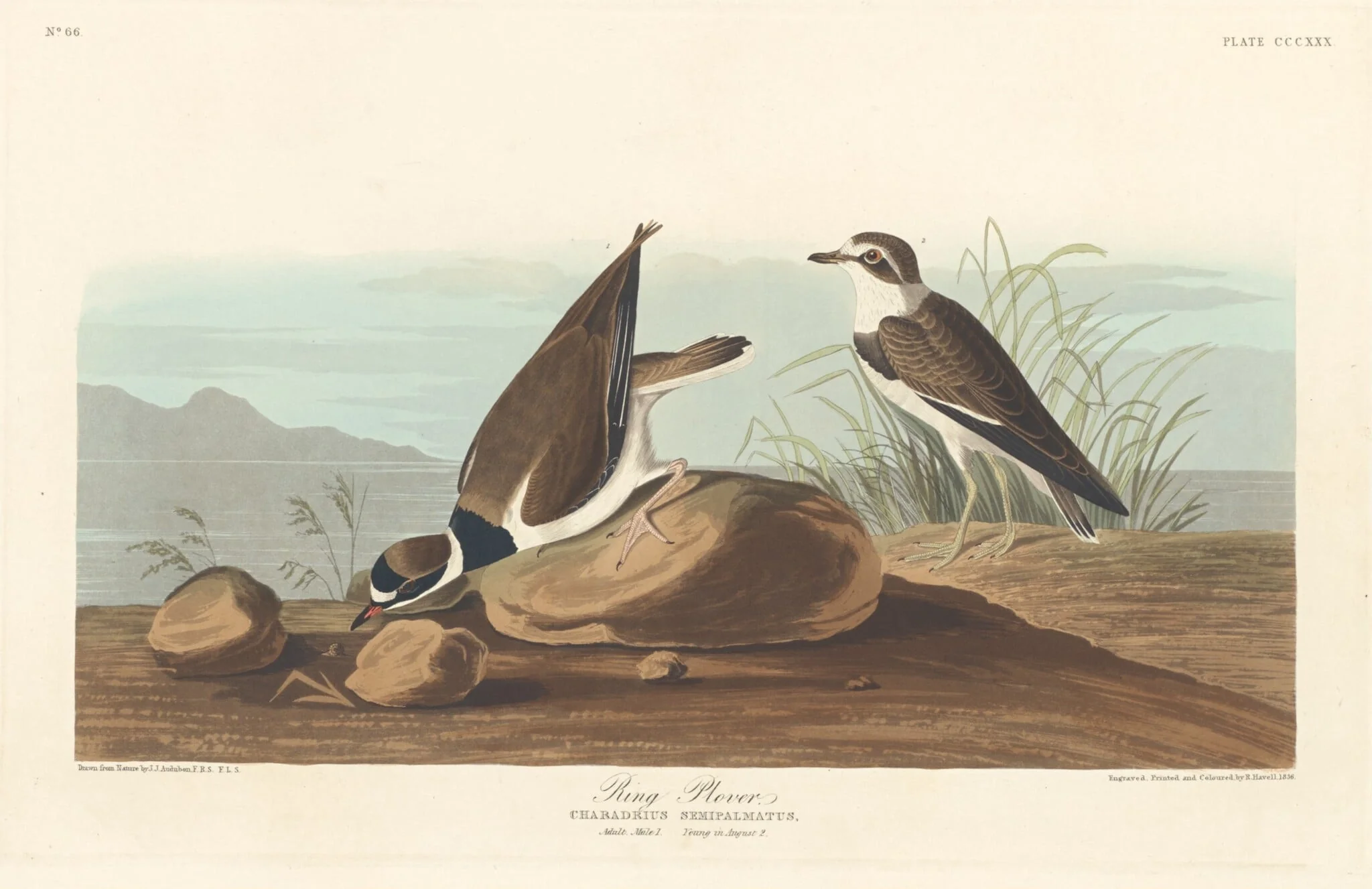Ring Plover, by Robert Havell Jr., ink, 1836