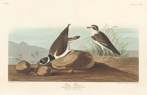 Ring Plover