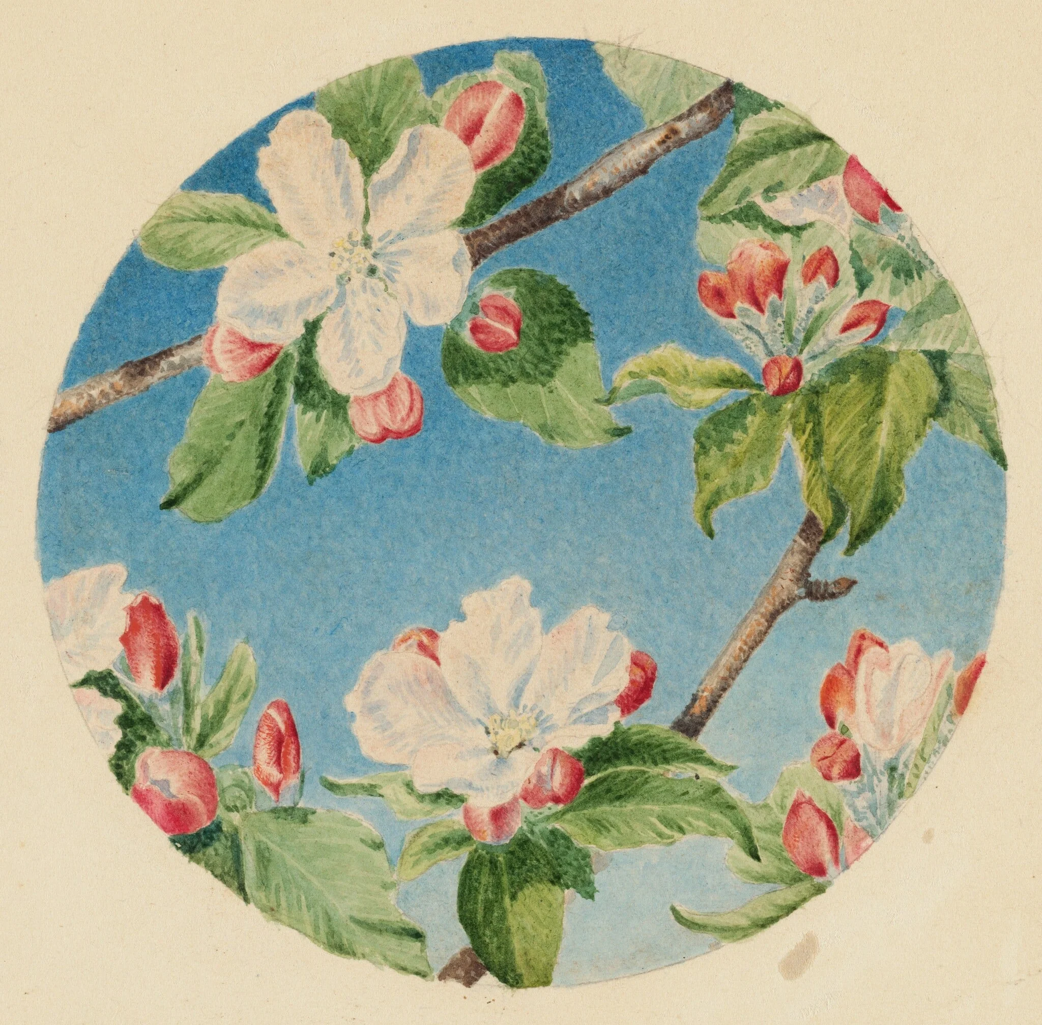 Apple Blossoms, by Robert Bolling Brandegee, watercolor, 1869