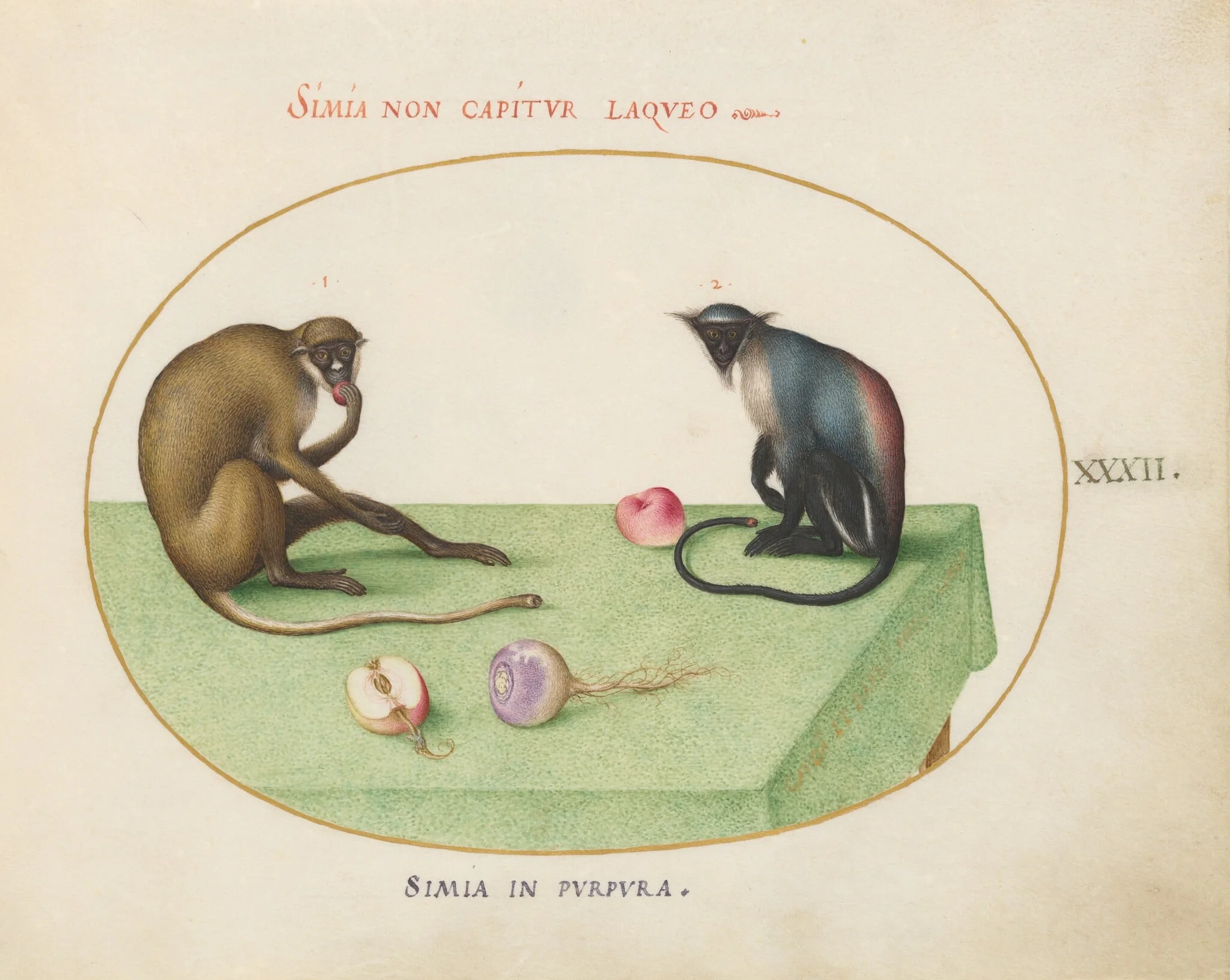 Plate 32: Two Monkeys on a Table, by Joris Hoefnagel, gouache, 1594