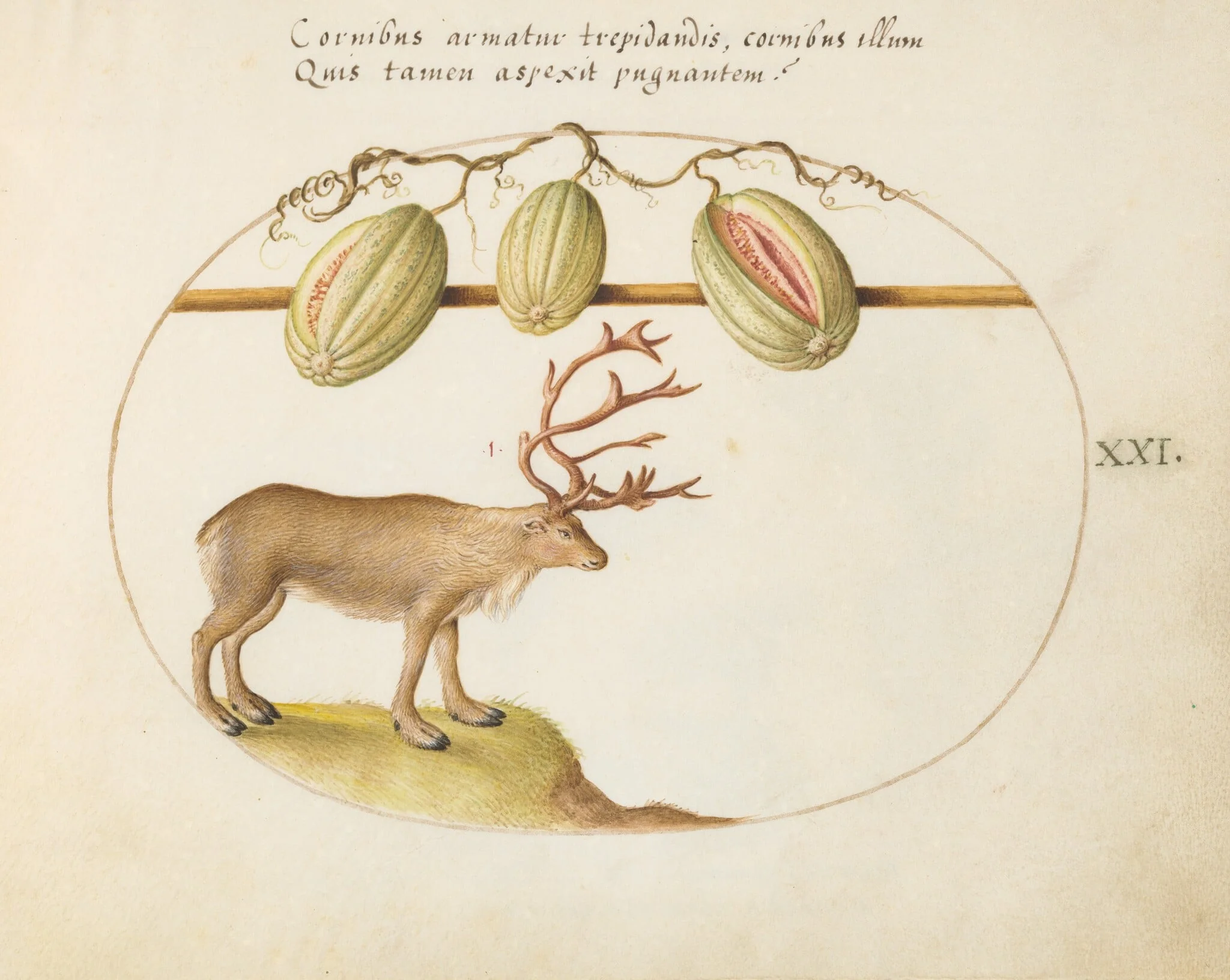 Plate 21: Reindeer with Melons, by Joris Hoefnagel, gouache, 1594