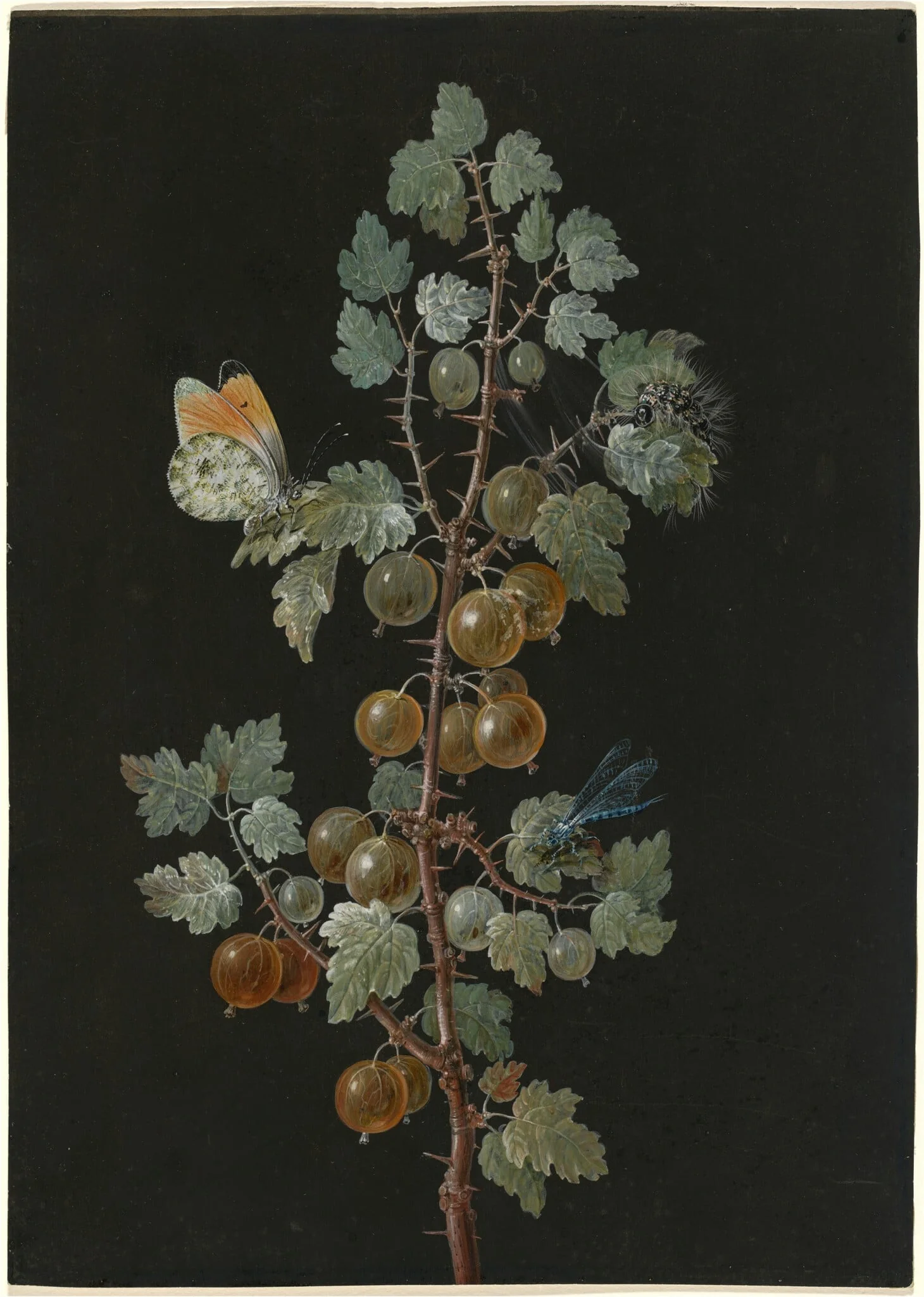 A Branch of Gooseberries with a Dragonfly, an Orange-Tip Butterfly, and a Caterpillar, by Barbara Dietzsch, gouache, 1750