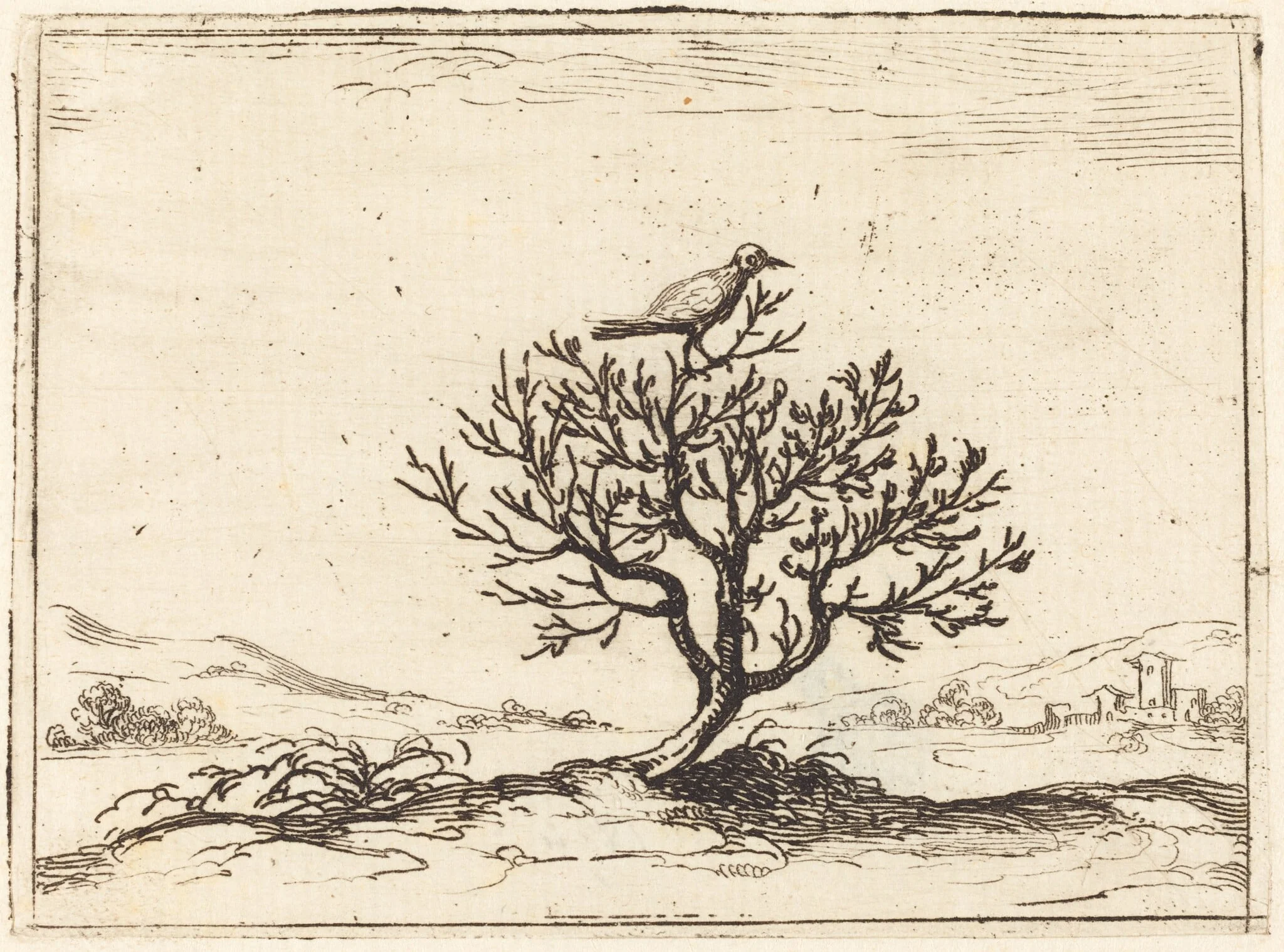 Nightingale in a Bush, by Jacques Callot, ink, 1628