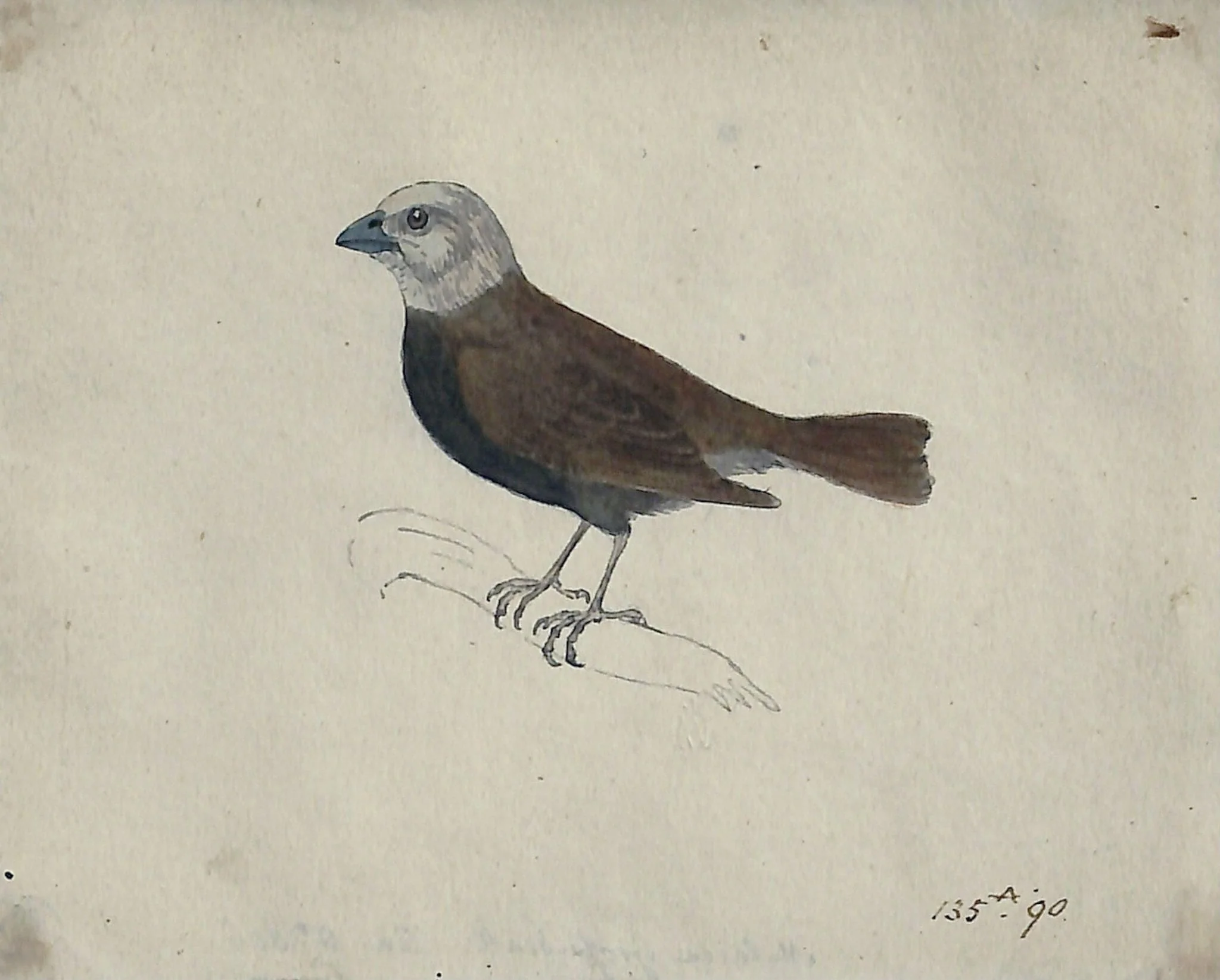 A Malacca Crossbeak