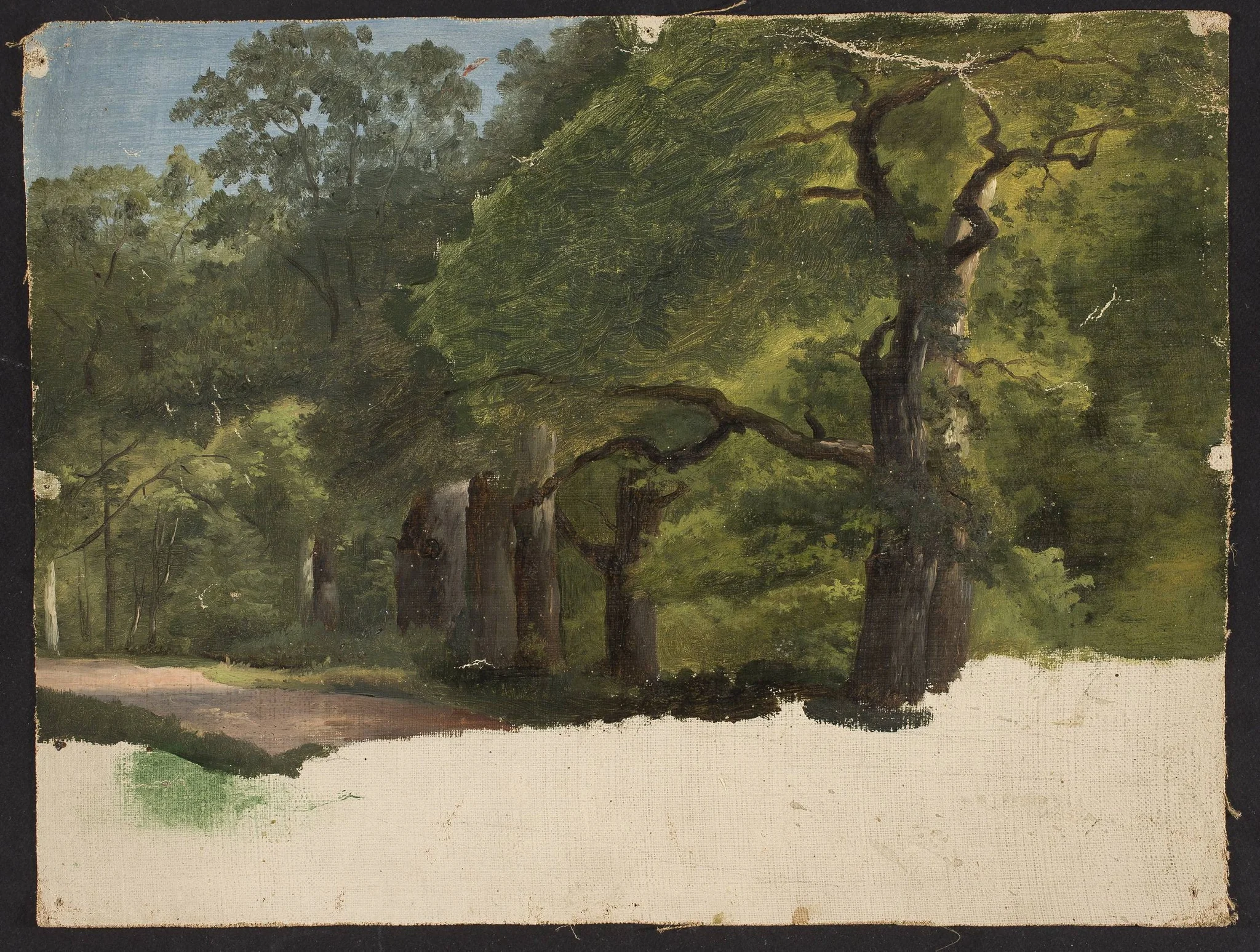 Forest landscape, sketch