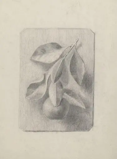 Drawing of a plaster cast of a peach and spray of leaves