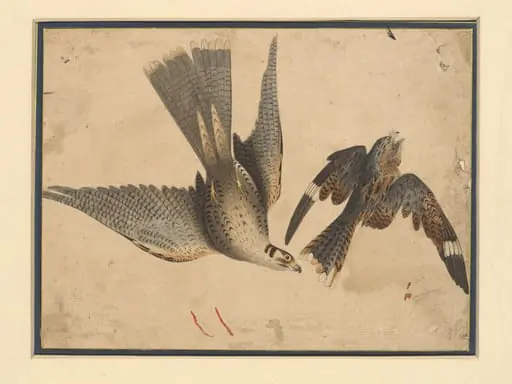 A hawk attacking a night-jar