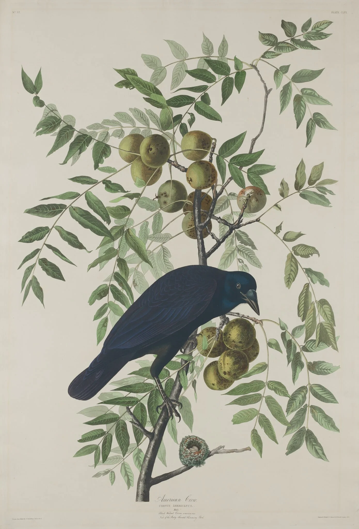 American Crow, by Robert Havell Jr., ink, 1833
