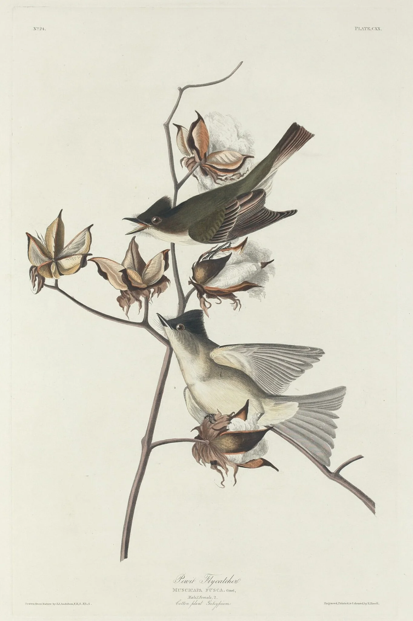 Pewit Flycatcher