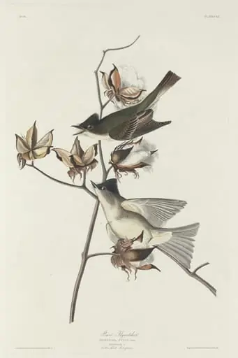 Pewit Flycatcher