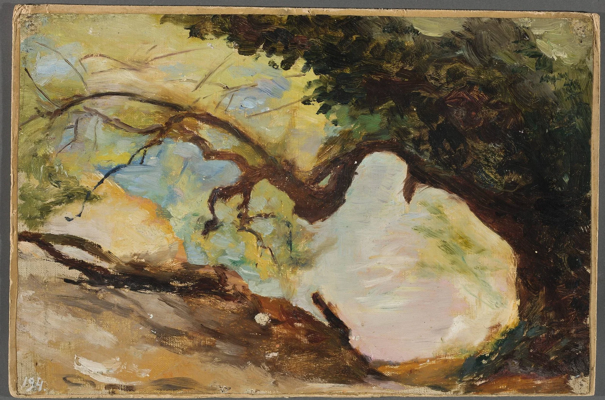 Trees in Alupka. From the journey to Crimea