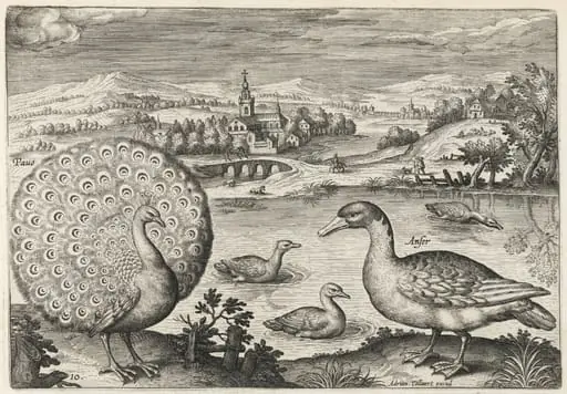 Peacock and Goose