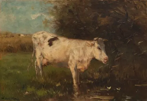 White Cow
