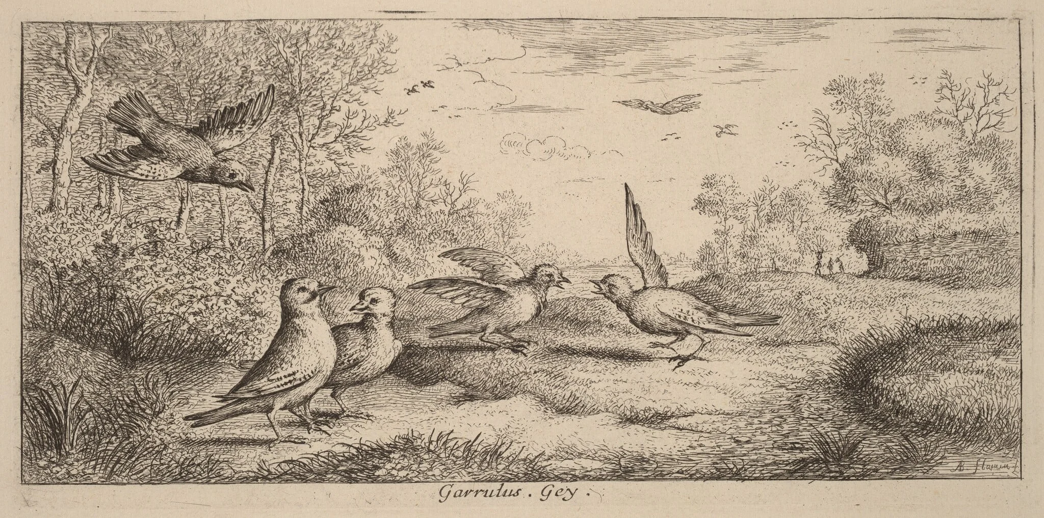 Garrulus, The Jay, by Albert Flamen, ink, 1644