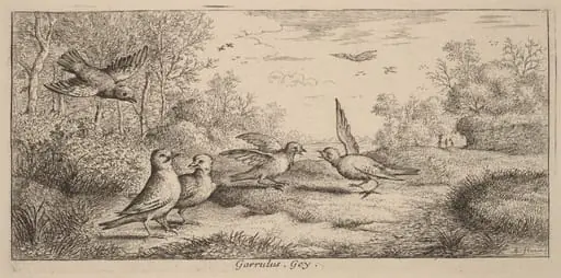 Garrulus, The Jay