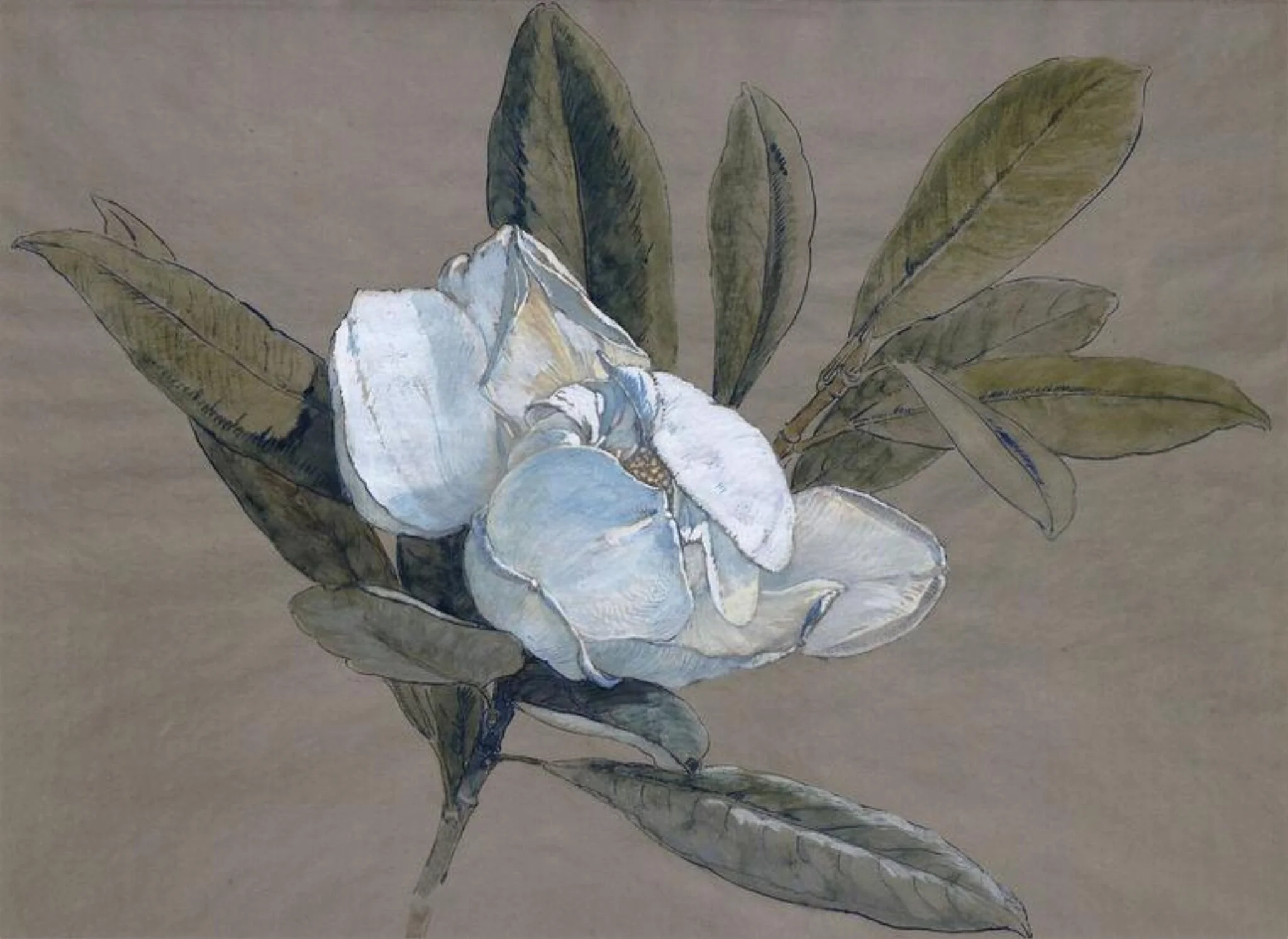 Magnolia