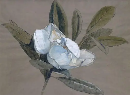 Magnolia