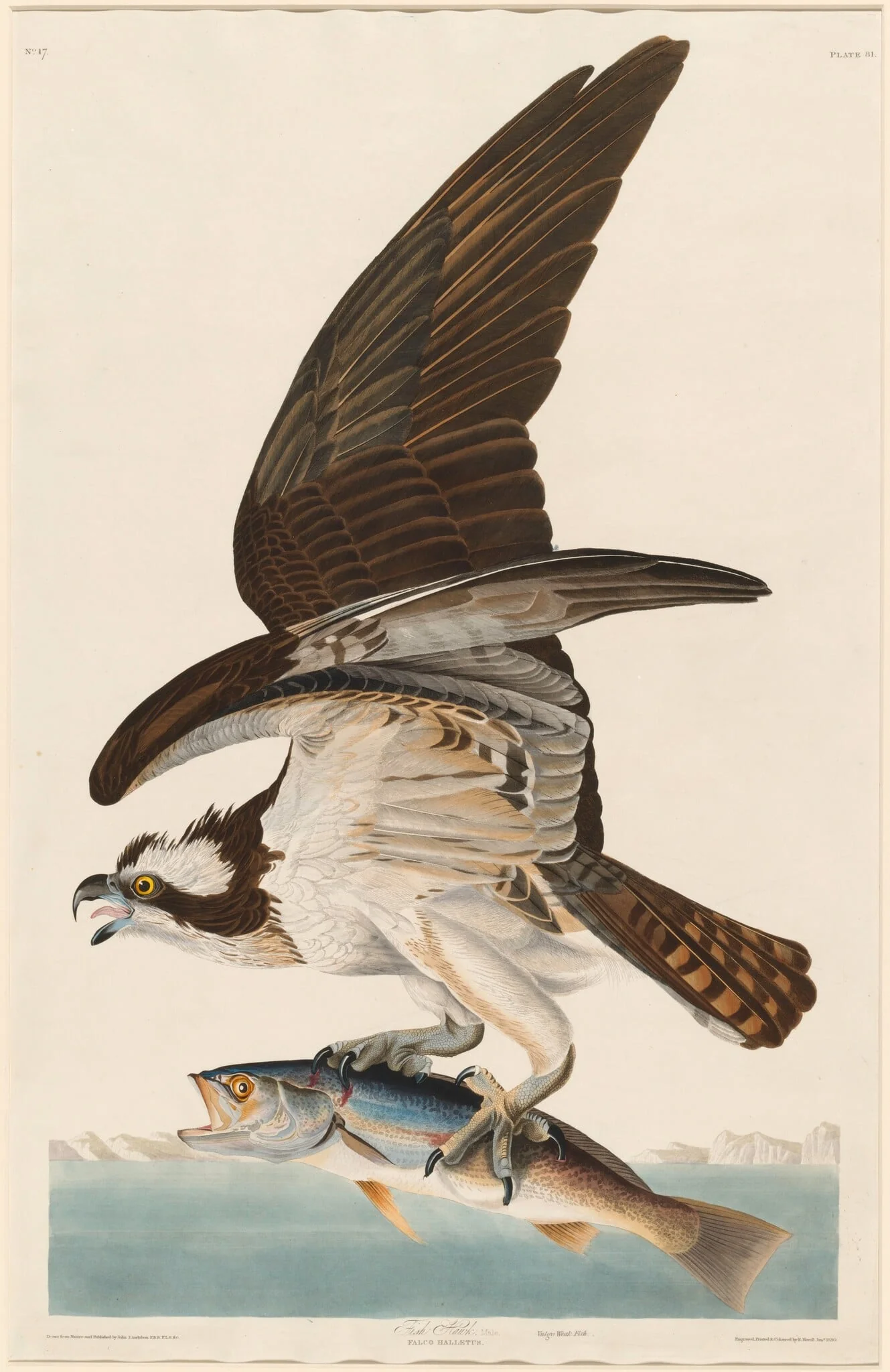 Fish Hawk, by Robert Havell Jr., ink, 1830