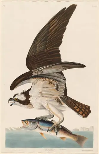 Fish Hawk