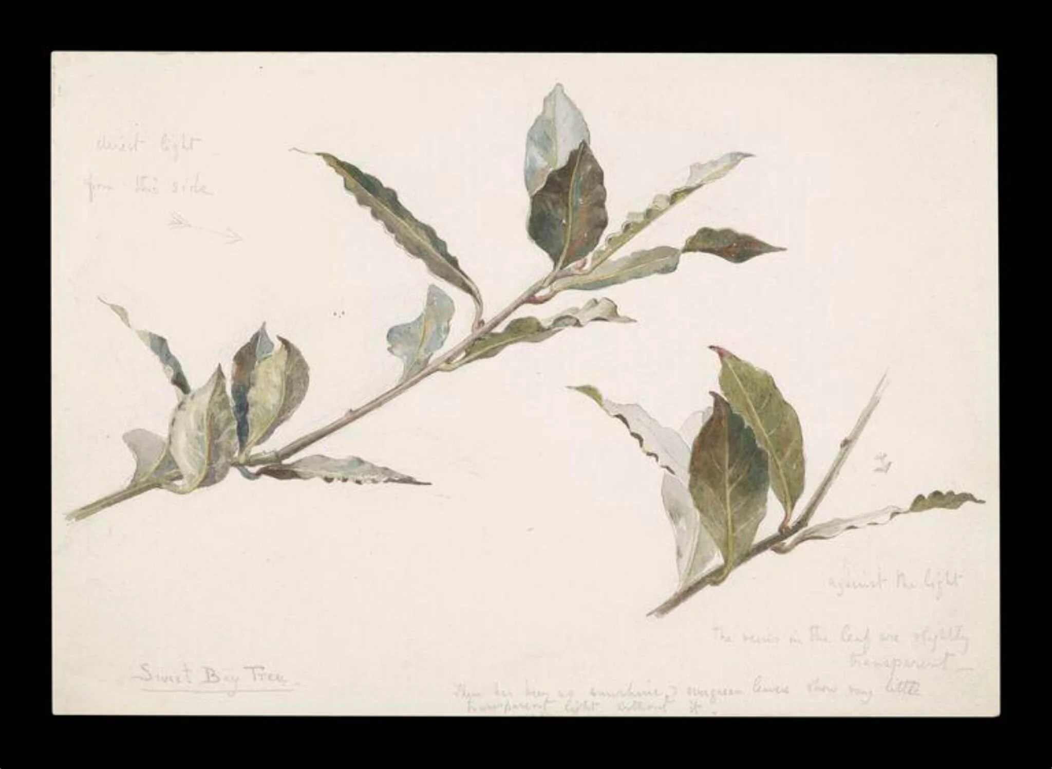 Two sprays of a sweet bay tree, by Beatrix Potter, watercolor, 1900