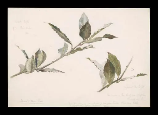 Two sprays of a sweet bay tree