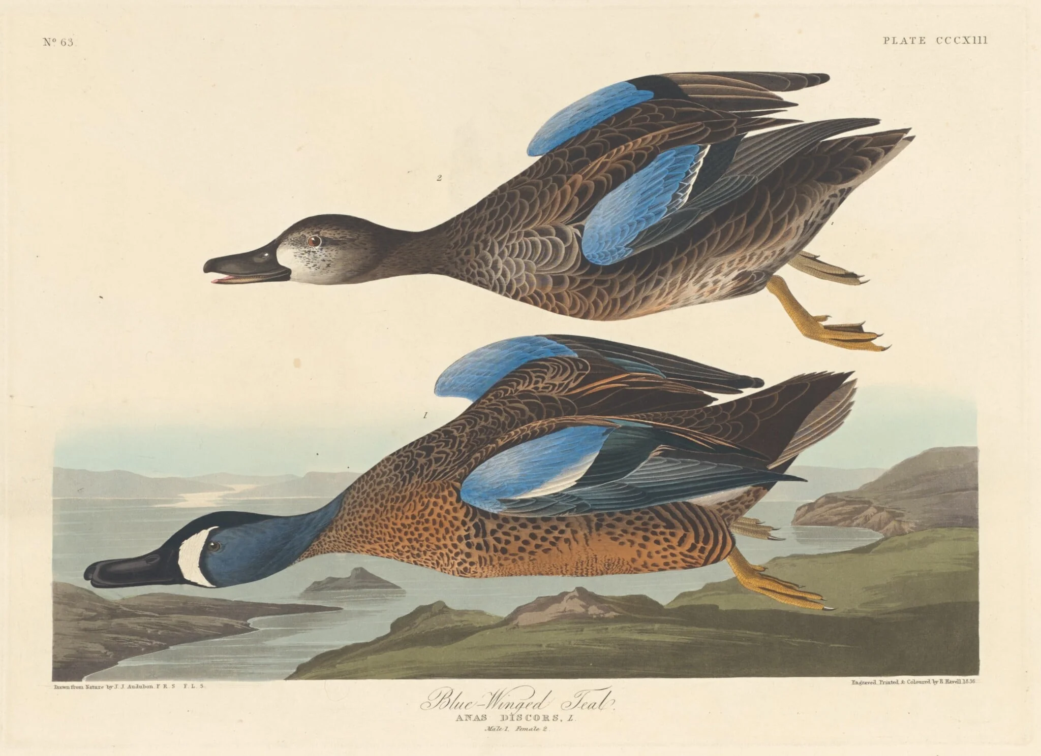 Blue-winged Teal, by Robert Havell Jr., ink, 1836
