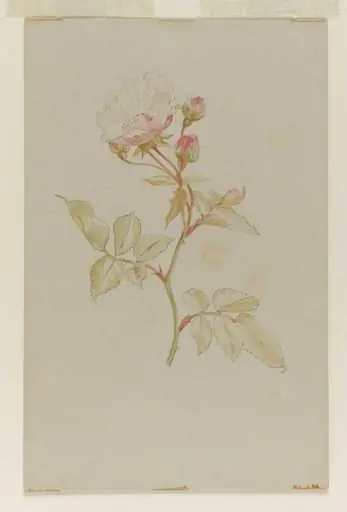 Pink rose